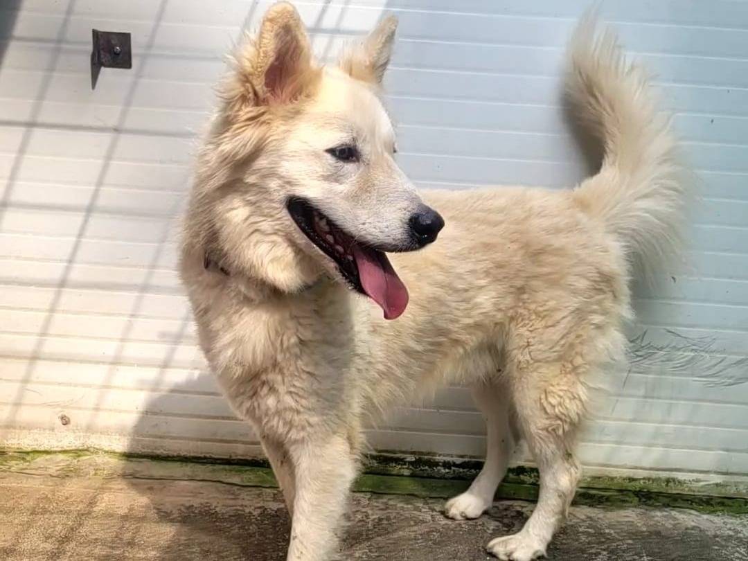 Adotta un cane, maschio, 5 anni e 11 mesi, Milano