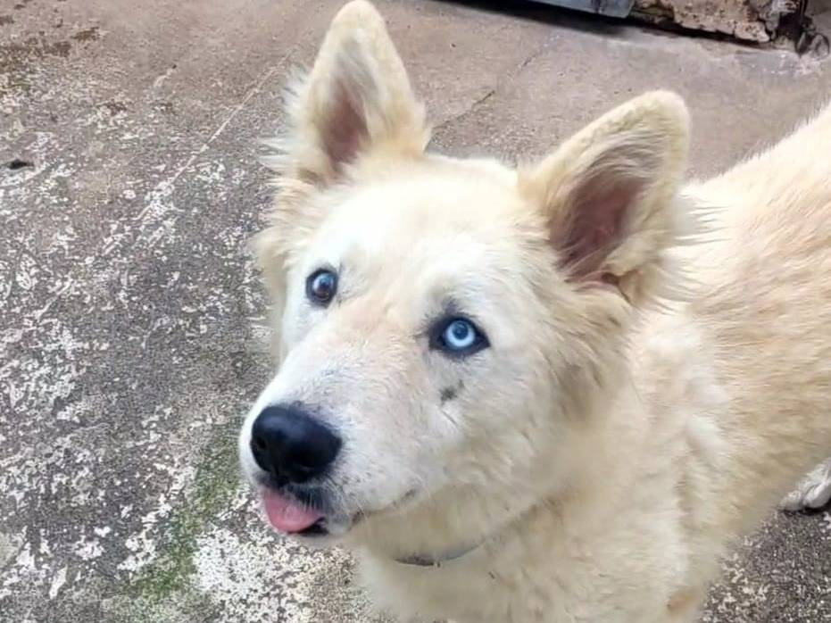 Adotta un cane, taglia media, maschio, Milano
