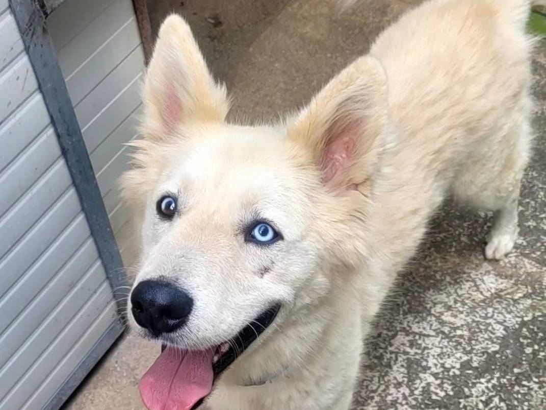 Vuoi adottare un cane a Milano?