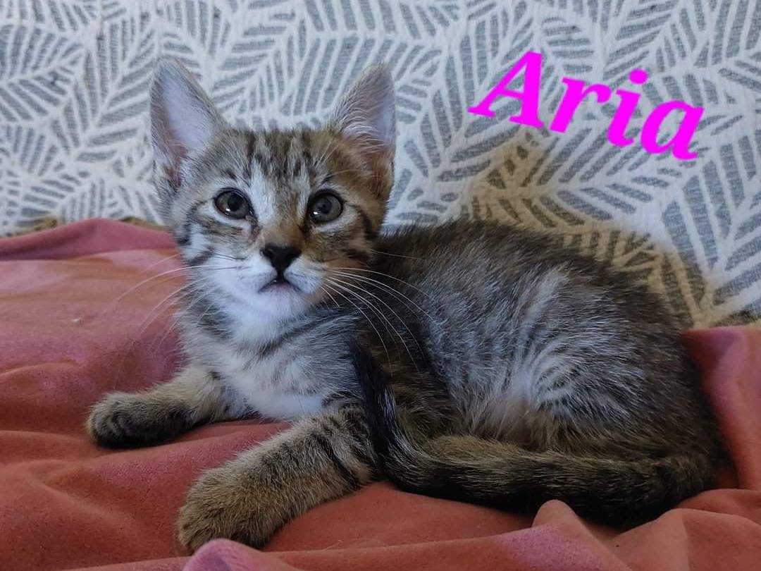 Foto dell'animale