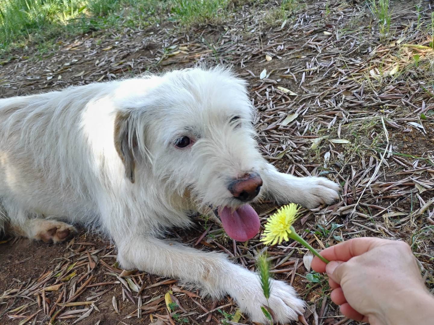 Adotta un cane, taglia piccola, maschio, Viterbo