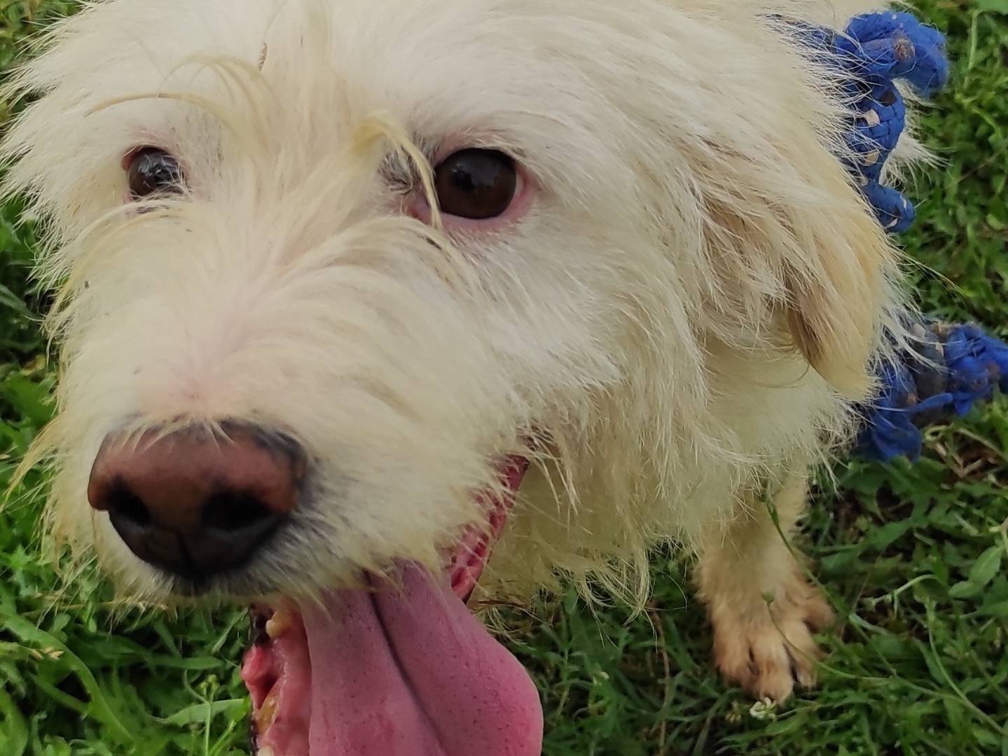 Vuoi adottare un cane a Viterbo?