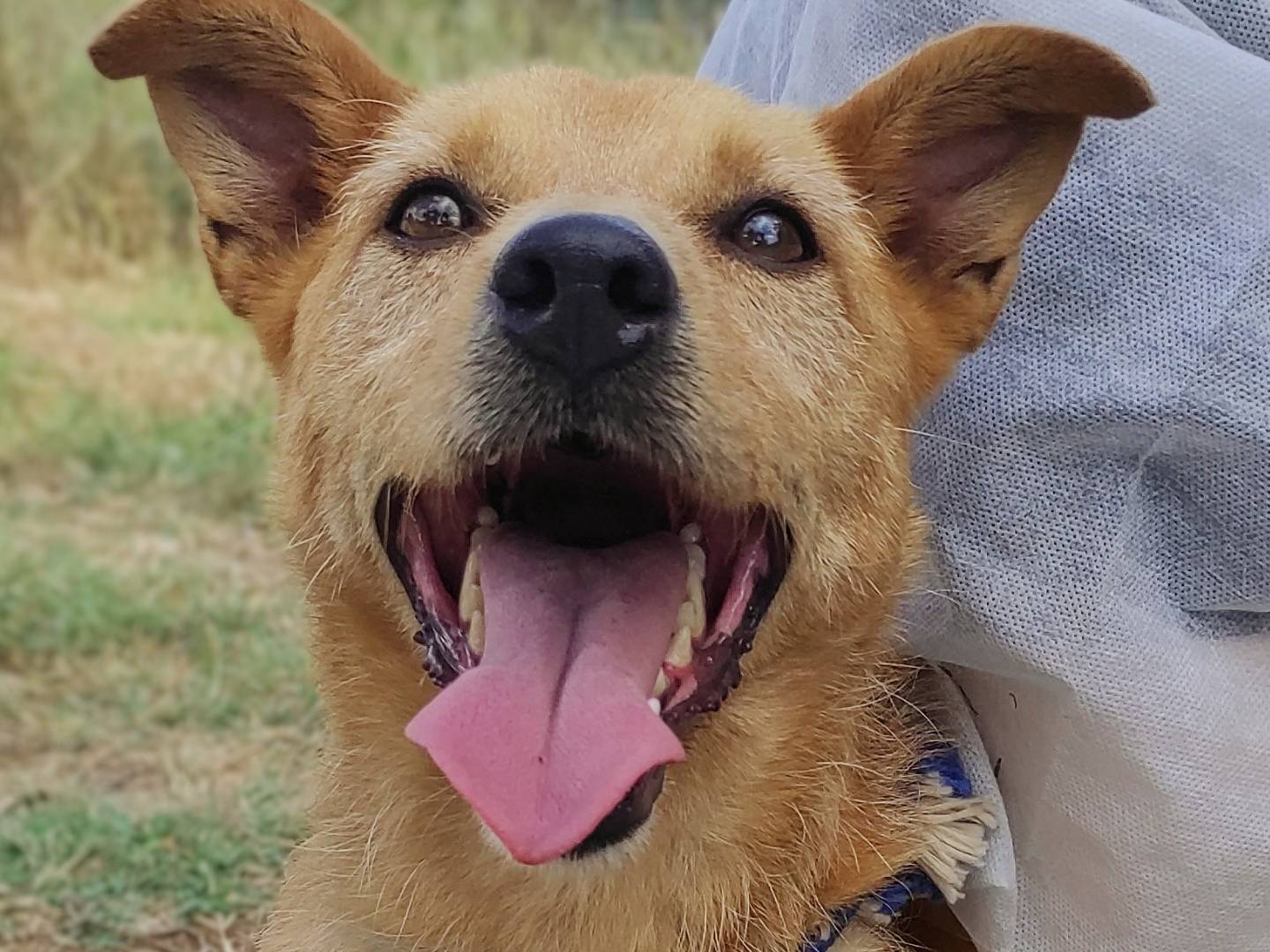 Adotta un cane, maschio, 5 anni  e 4 mesi , Viterbo