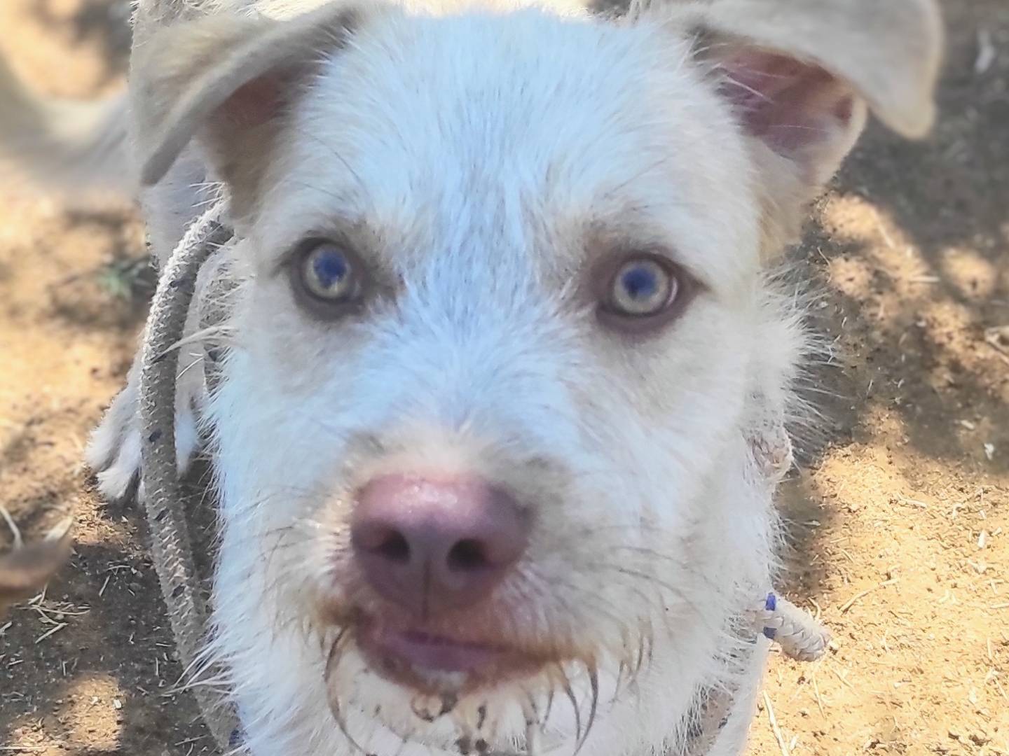 Adozione cane, maschio, meticcio, 3 anni  e 2 mesi , taglia media contenuta, Viterbo