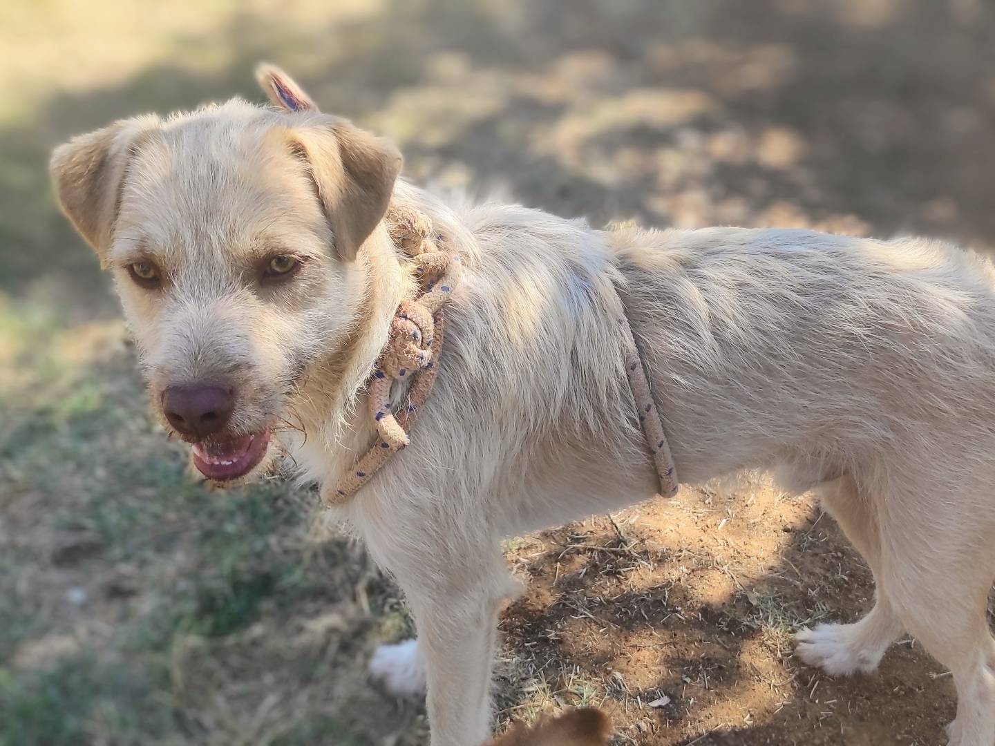 Adotta un cane, maschio, 3 anni  e 2 mesi , Viterbo