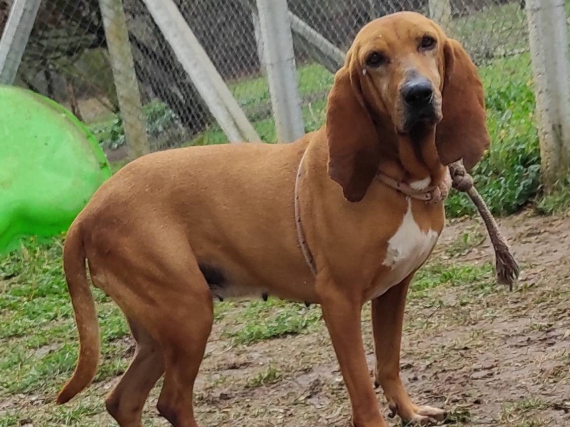 Adotta un cane, femmina, 5 anni  e 5 mesi , Viterbo