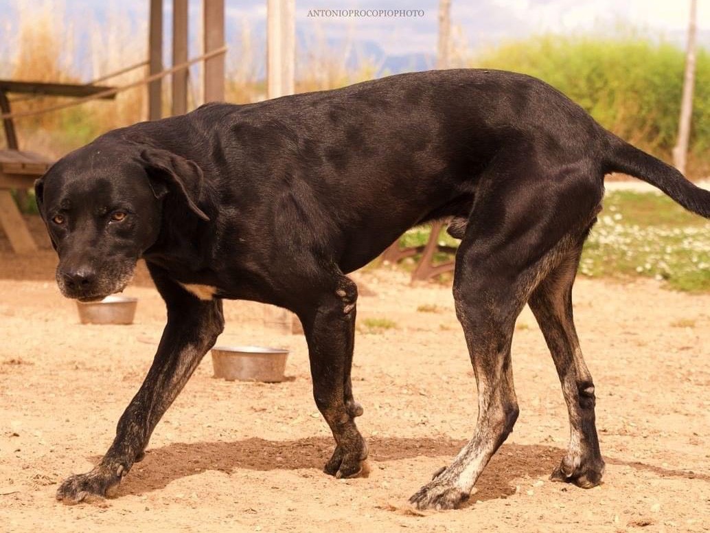 Vuoi adottare un cane a Roma?