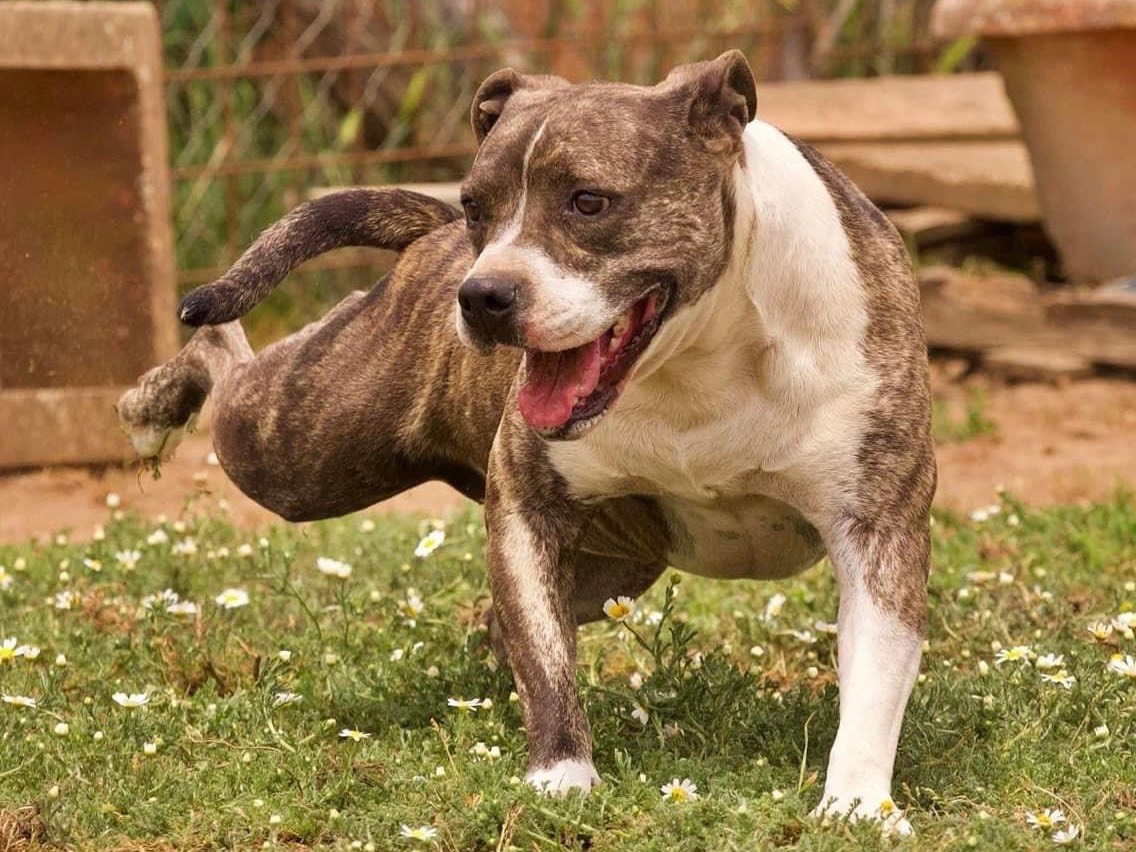 Foto dell'animale