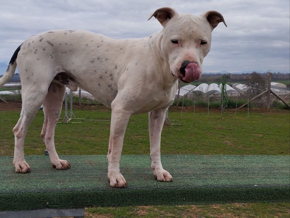 Adotta un cane, taglia grande, maschio, Roma