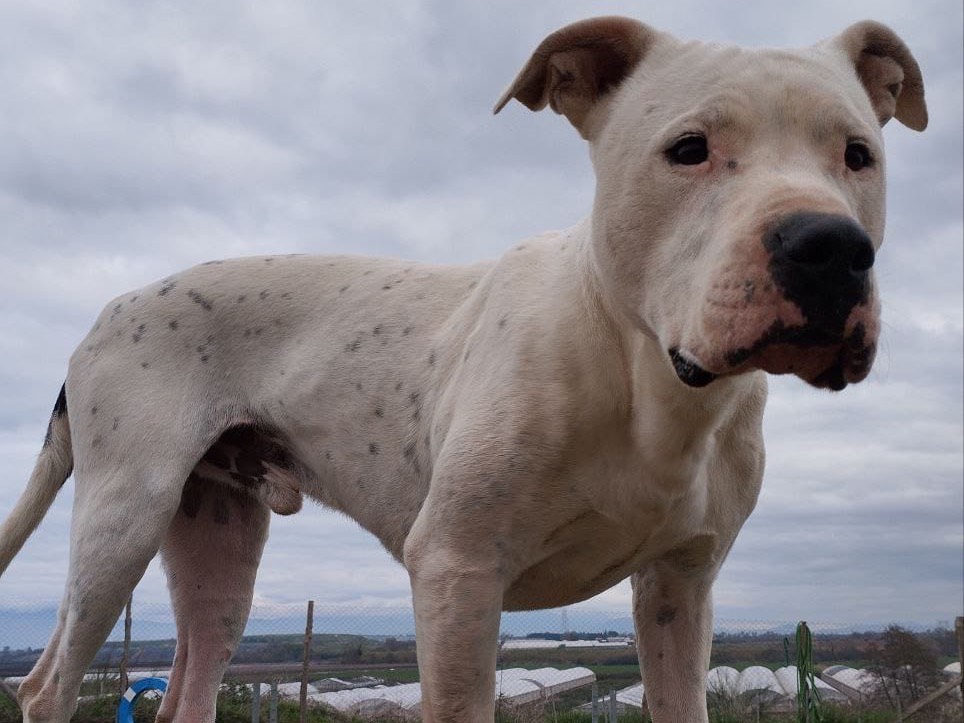 Adotta il cane Diuma a Roma