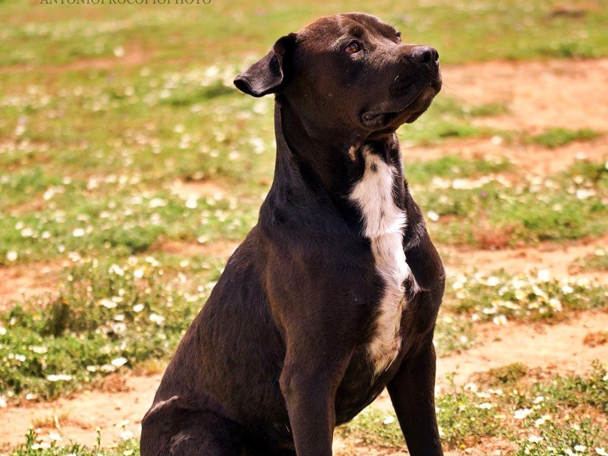 Foto dell'animale