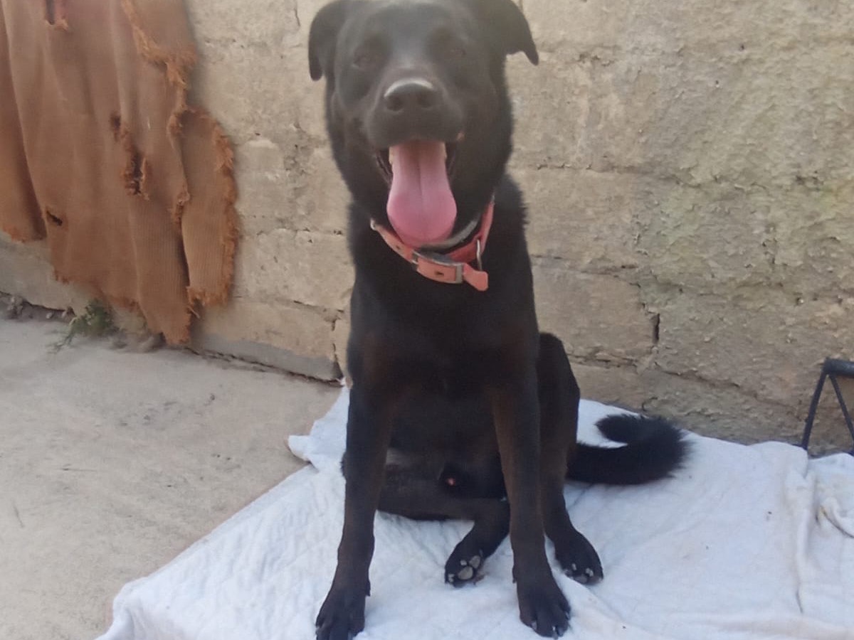 Adotta un cane, maschio, 3 anni  e 3 mesi , Mantova