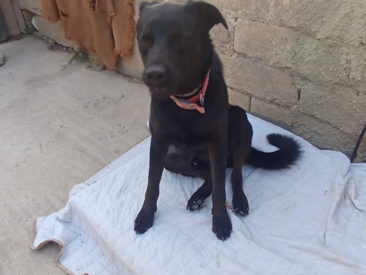 Adotta un cane, taglia media, maschio, Mantova