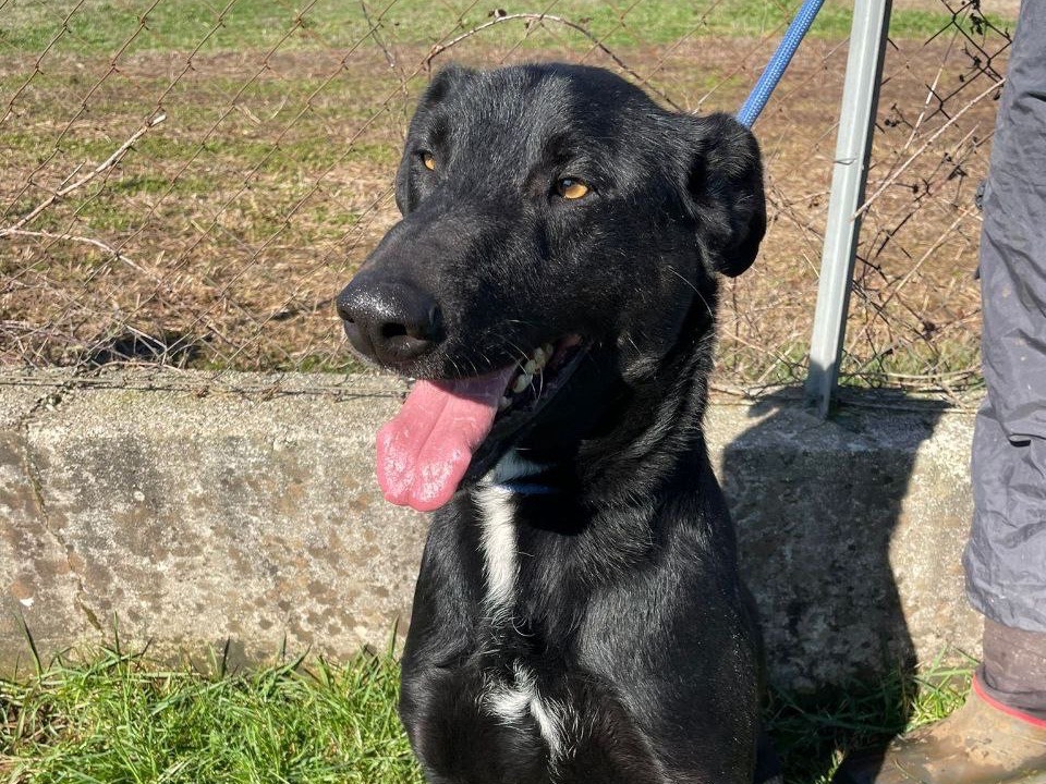 Adotta un cane, maschio, 6 anni e 2 mesi, Frosinone