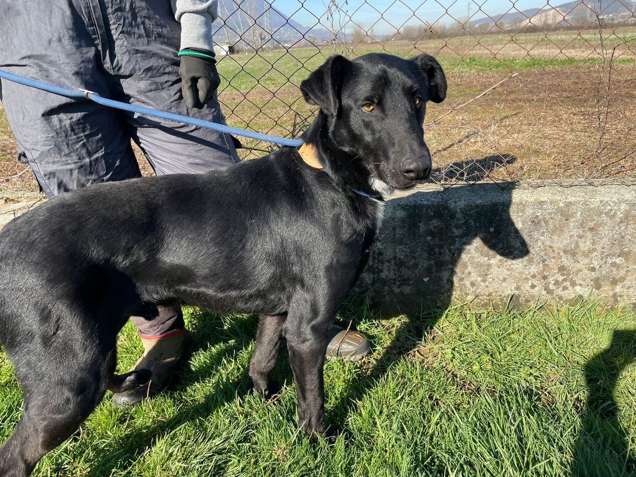 Adotta un cane, taglia grande, maschio, Frosinone