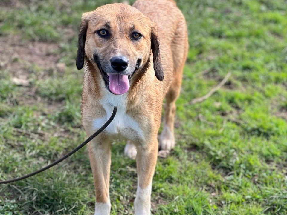 Adozione cane, femmina, meticcio, 2 anni  e 6 mesi , taglia media contenuta, Frosinone