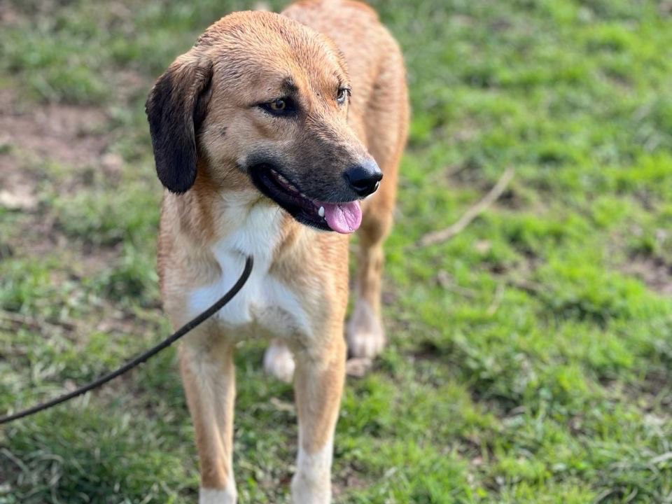 Adotta un cane, femmina, 2 anni  e 6 mesi , Frosinone