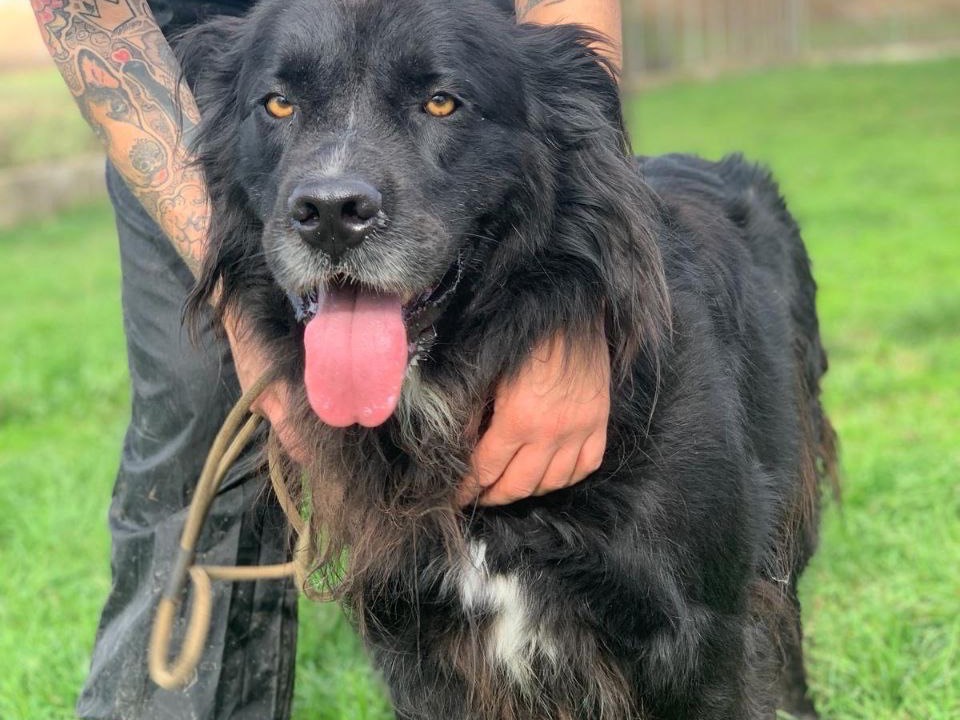 Adotta un cane, taglia grande, maschio, Frosinone