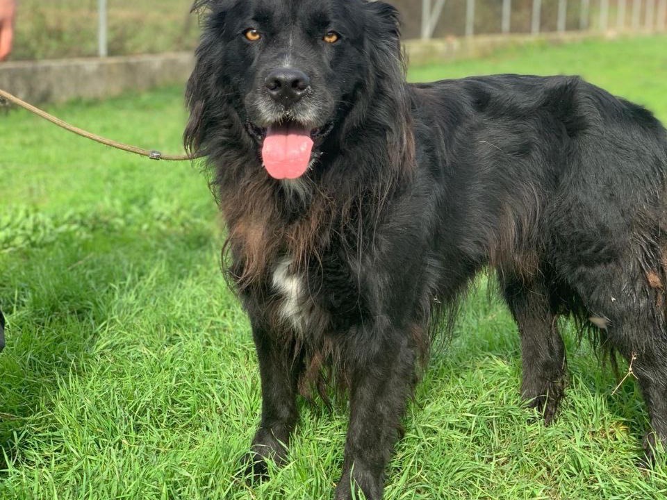 Adotta un cane, taglia gigante, maschio, Frosinone