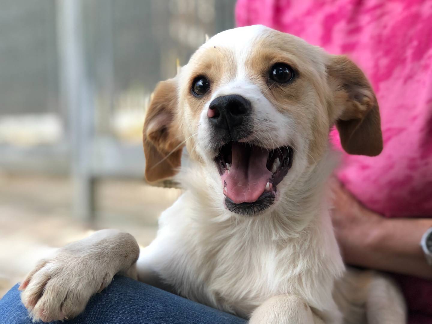 Adozione cane, maschio, meticcio, 1 anno e 1 mese, taglia media, Latina
