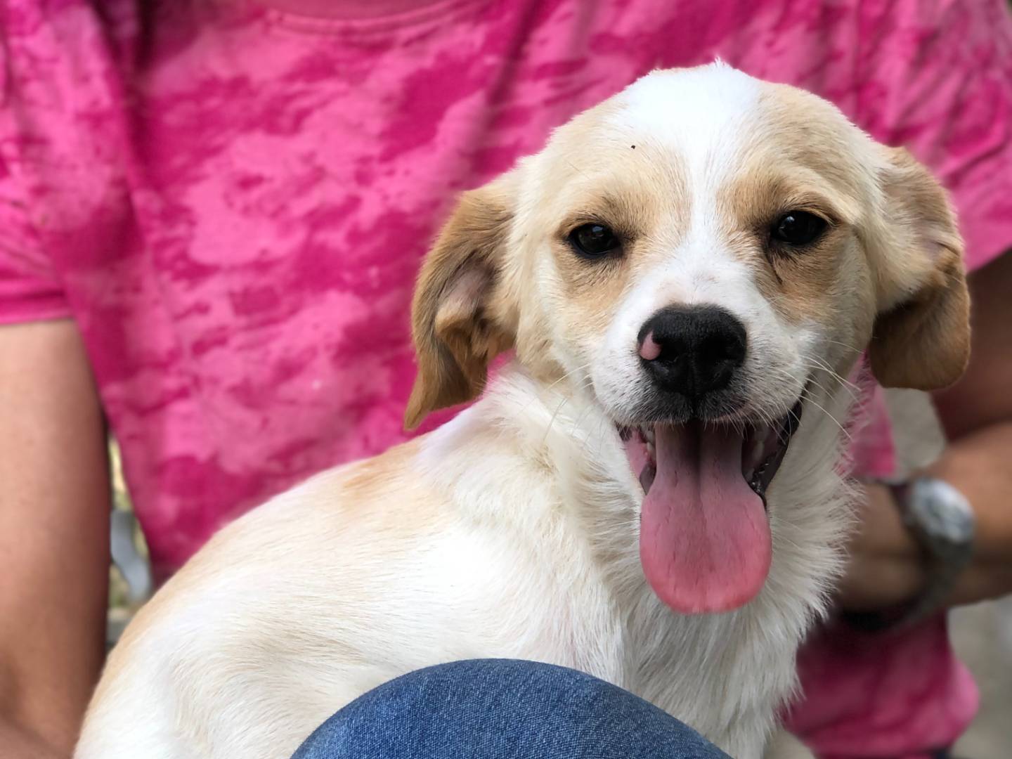 Adotta un cane, maschio, 1 anno e 1 mese, Latina