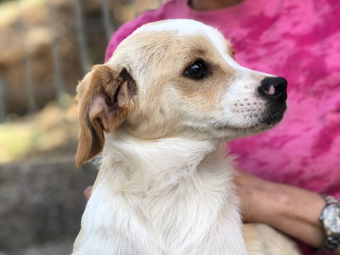 Vuoi adottare un cane a Latina?