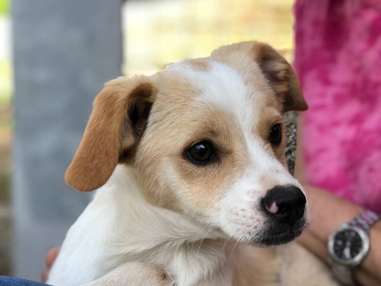 Adotta il cane Topolino a Latina