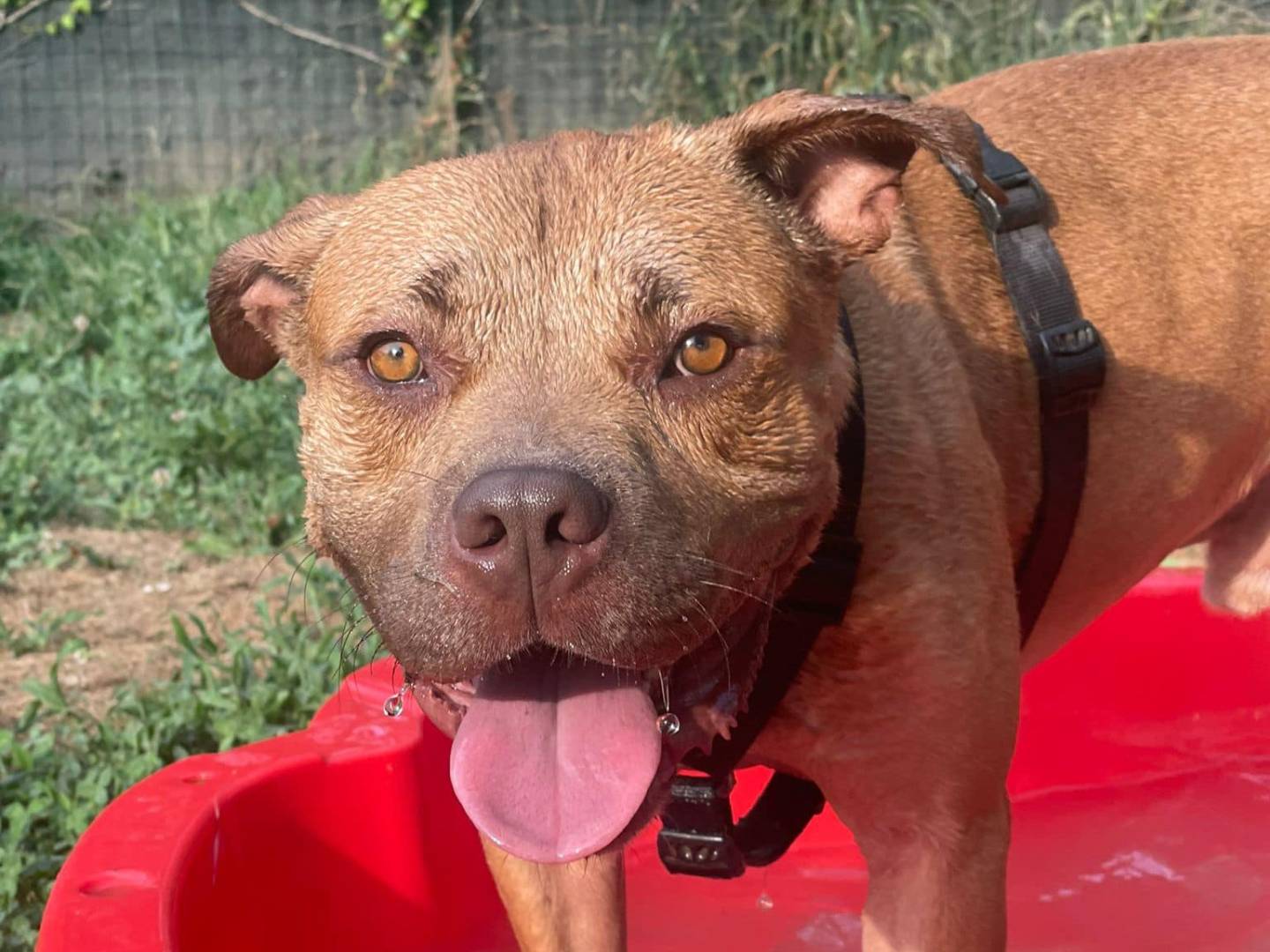 Adotta un cane, maschio, 3 anni  e 9 mesi , Novara