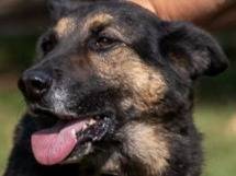 Adotta un cane, femmina, 11 anni e 5 mesi, Milano