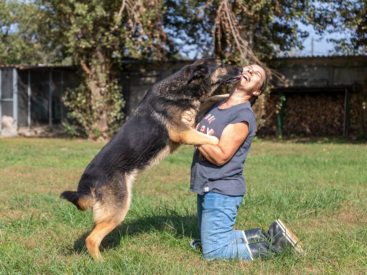 Adotta un cane, taglia grande, femmina, Milano