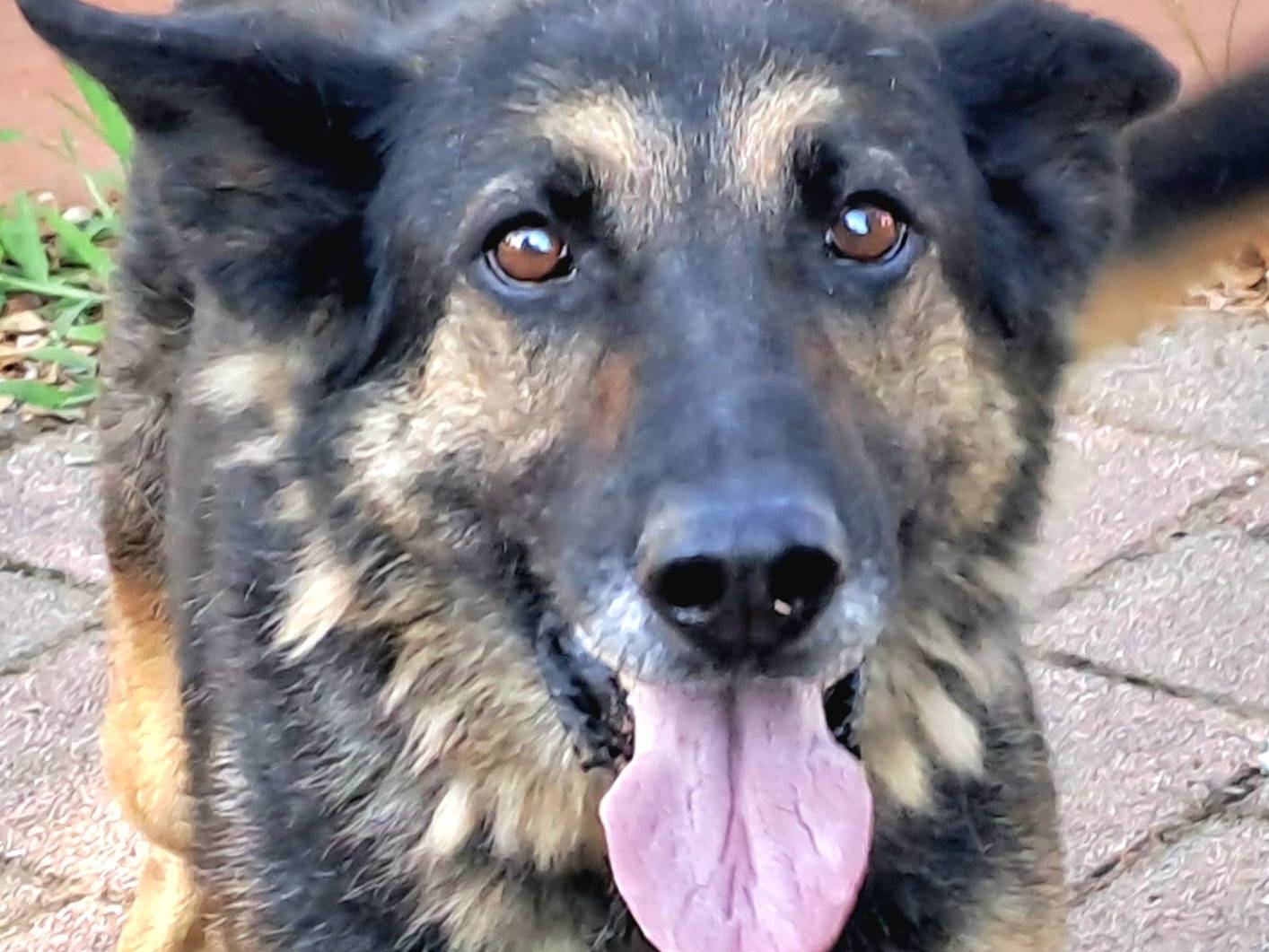 Adotta il cane KEY  a Milano