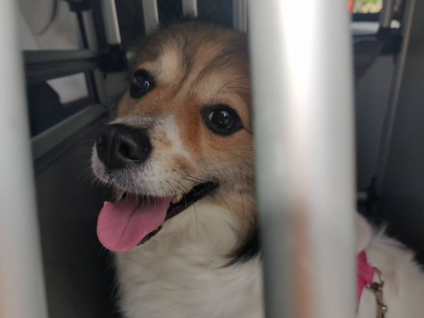 Adotta un cane, femmina, 5 anni e 7 mesi, Milano