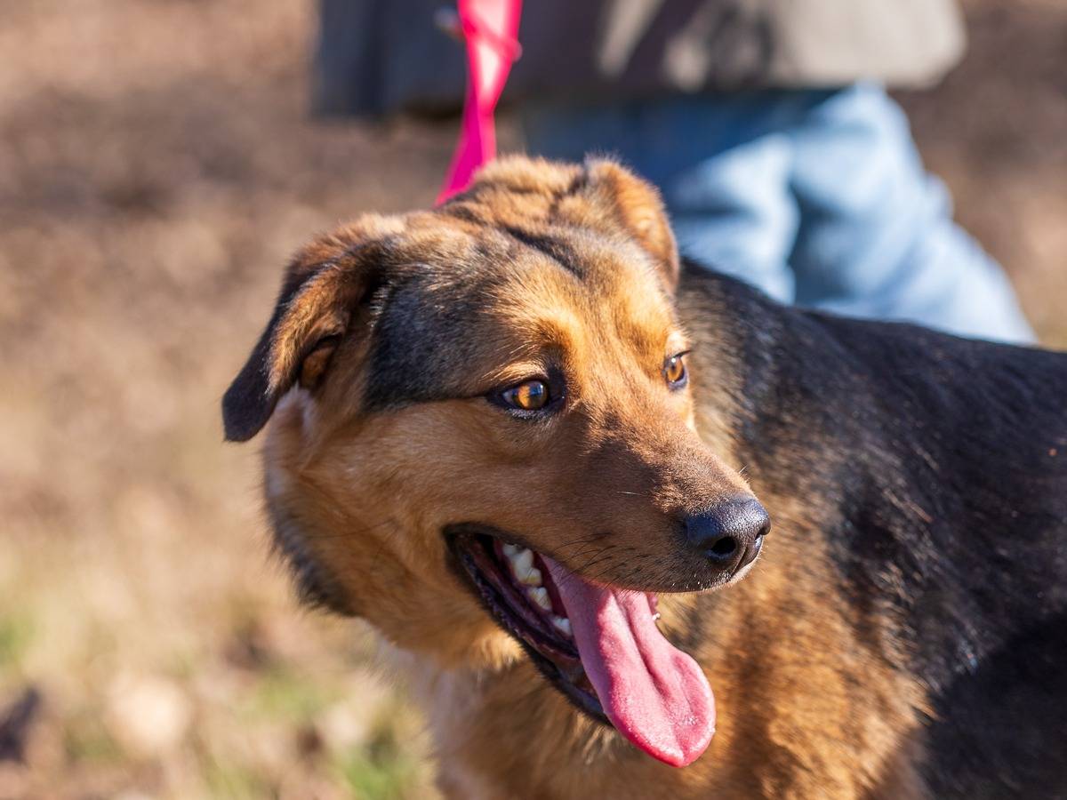 Adotta un cane, maschio, 3 anni e 1 mese, Milano