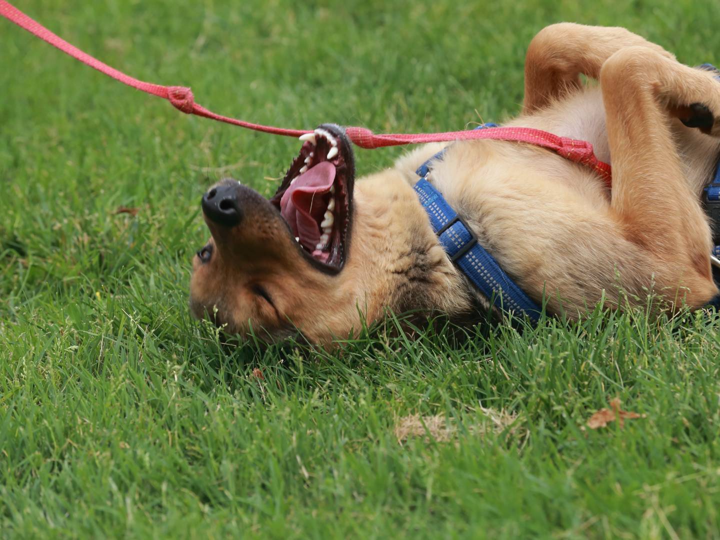 Adotta un cane, taglia media, maschio, Milano