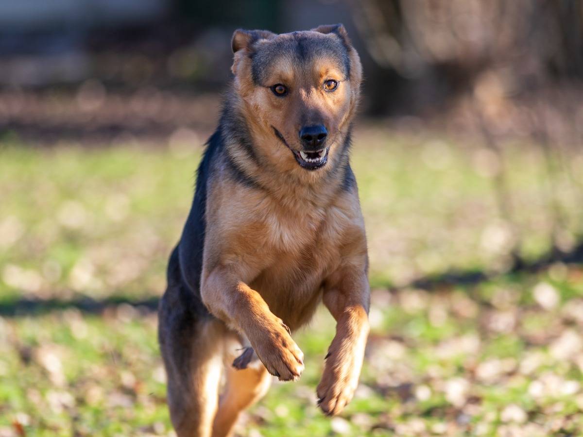 Vuoi adottare un cane a Milano?