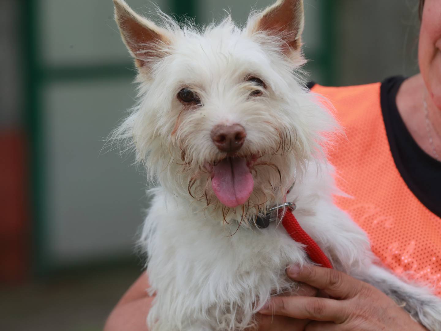 Adozione cane, maschio, meticcio, 8 anni e 7 mesi, taglia piccola, Milano