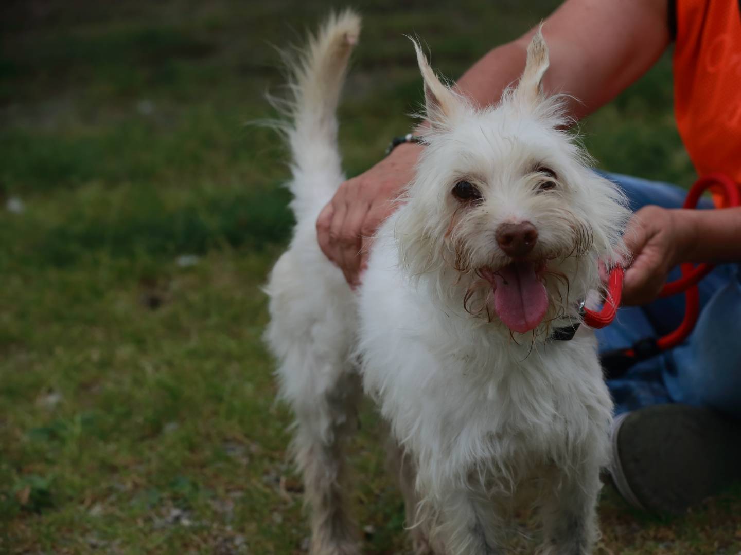 Adotta un cane, maschio, 8 anni e 7 mesi, Milano