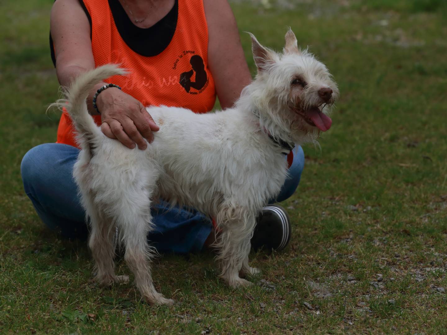 Adotta un cane, taglia piccola, maschio, Milano