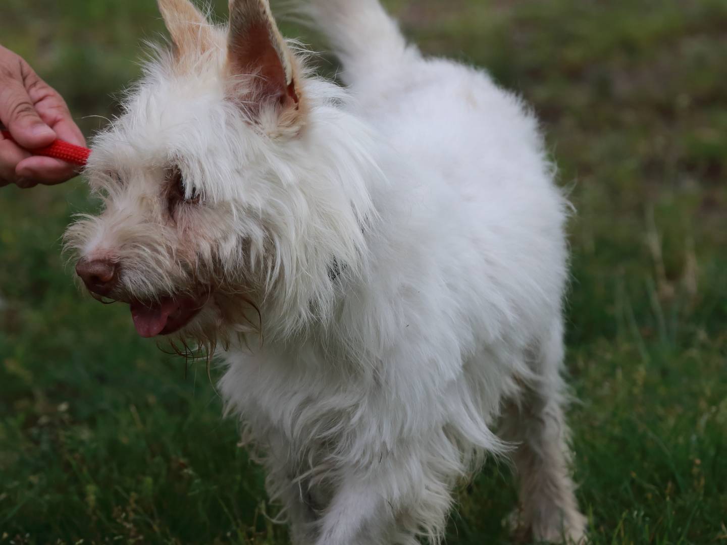 Vuoi adottare un cane a Milano?