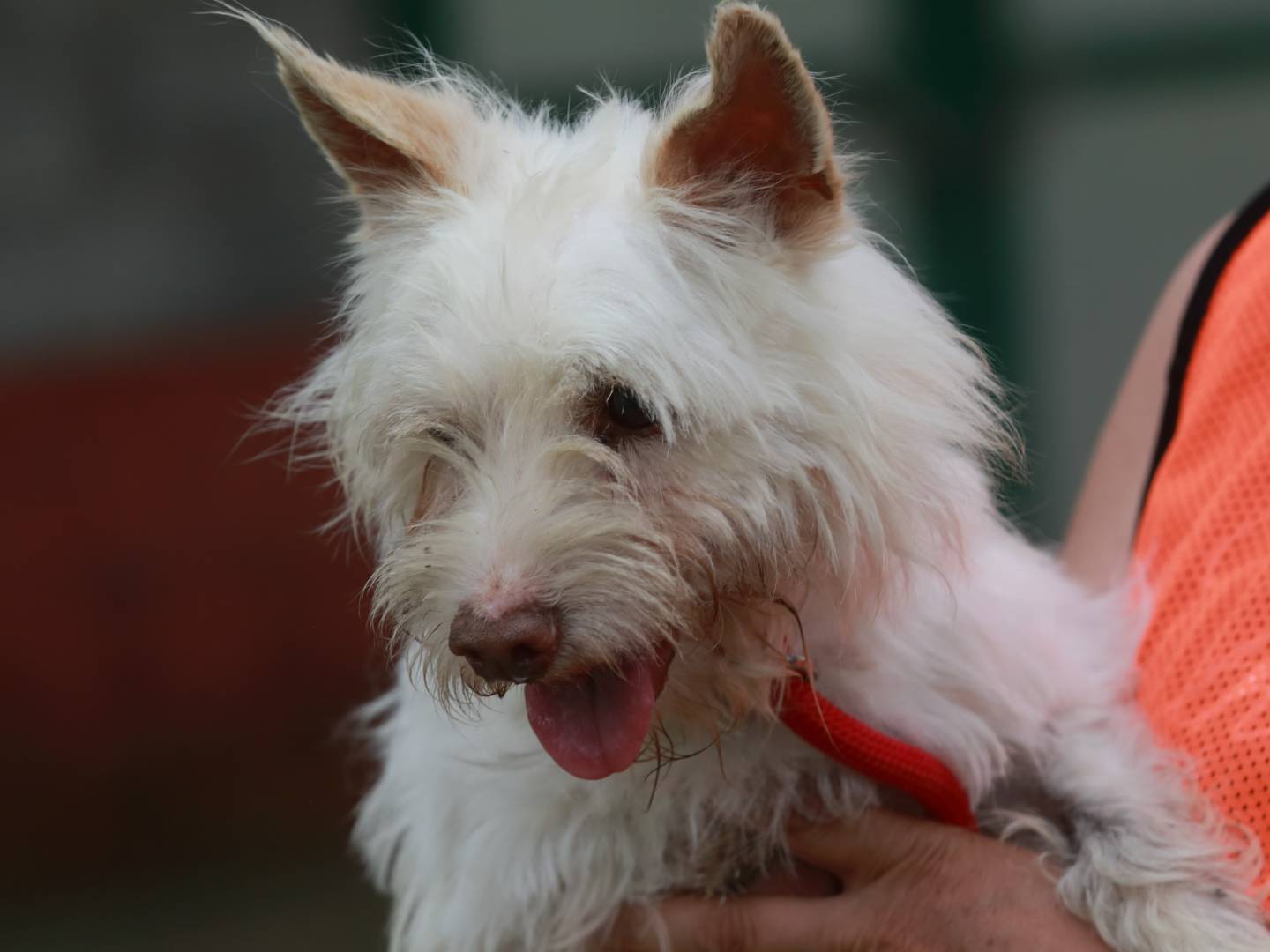 Adotta il cane Spank a Milano