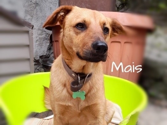Adotta un cane, maschio, 2 anni  e 2 mesi , Frosinone