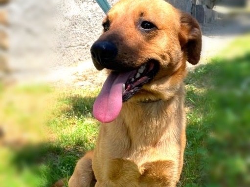 Adotta un cane, taglia media contenuta, maschio, Frosinone