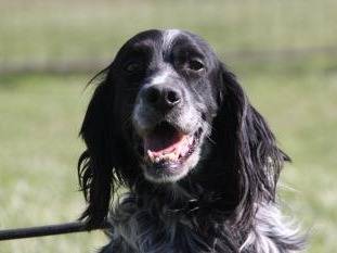Adozione cane, maschio, Setter Inglese, 4 anni e 7 mesi, taglia media, Milano