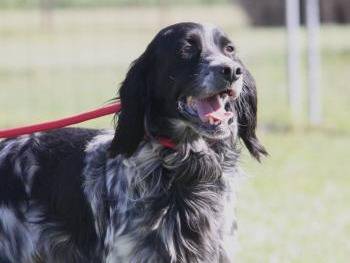 Adotta un cane, maschio, 4 anni e 7 mesi, Milano