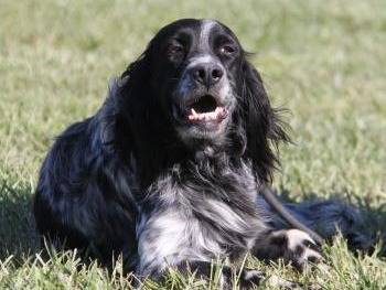 Adotta un cane, taglia media, maschio, Milano