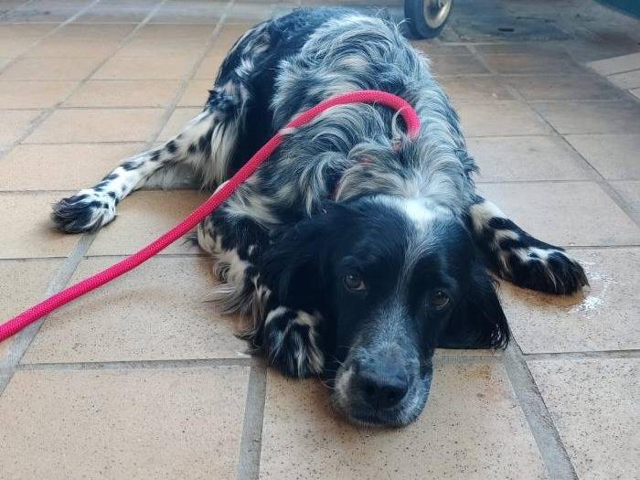 Vuoi adottare un cane a Milano?