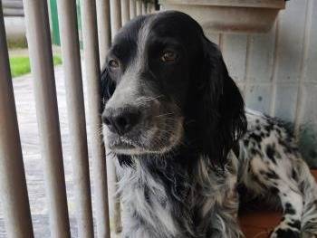 Adotta il cane Bugatt i a Milano