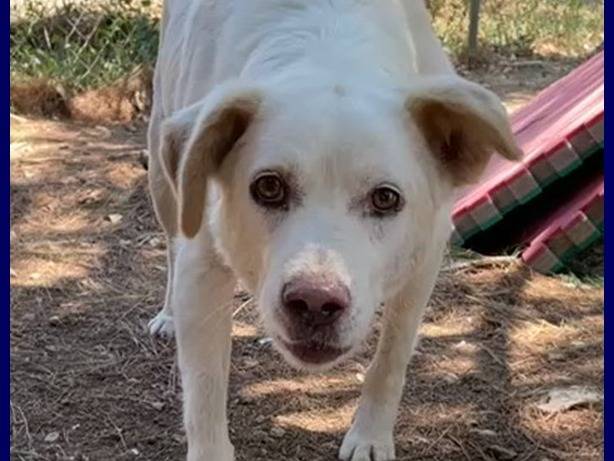 Adotta un cane, maschio, 11 anni , Roma