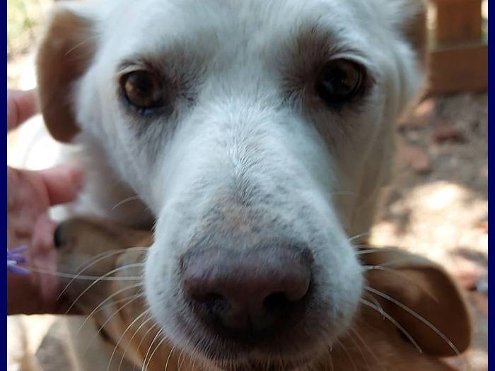 Adotta un cane, taglia media, maschio, Roma