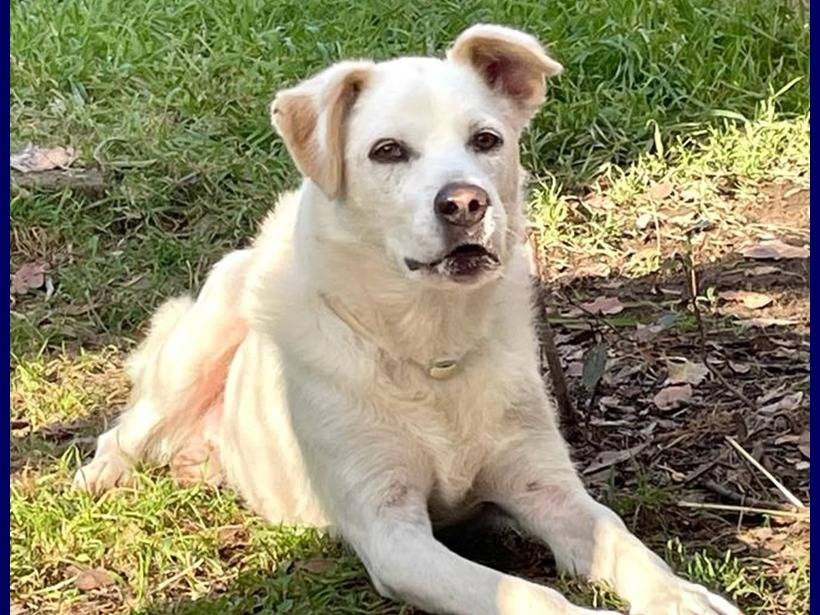 Vuoi adottare un cane a Roma?
